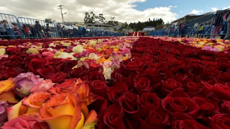 Equador busca recorde no Guinness com arranjo de 500 mil rosas