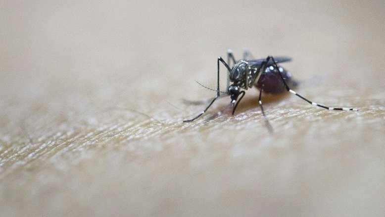 Bolsonaro esquece dos recursos para a dengue