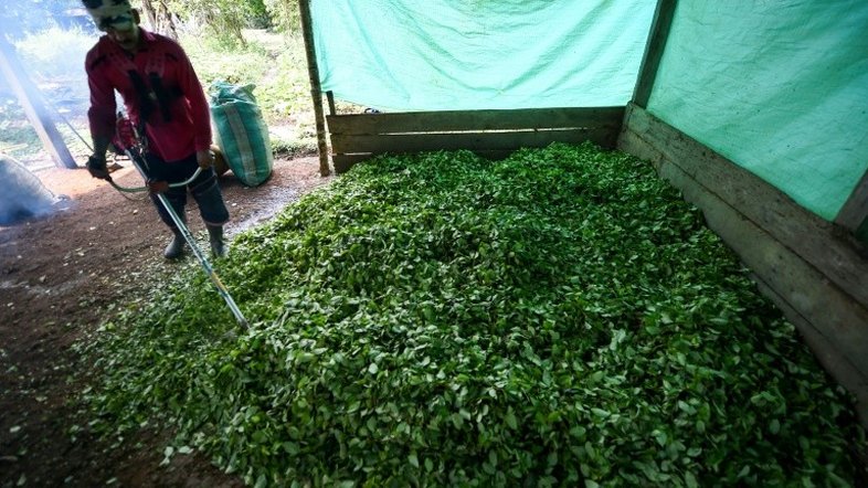 Empresa cria na Bolívia o 'delivery' de folhas de coca