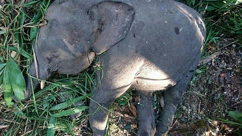 Espécie em extinção, elefante-pigmeu é morto a tiros em Bornéu