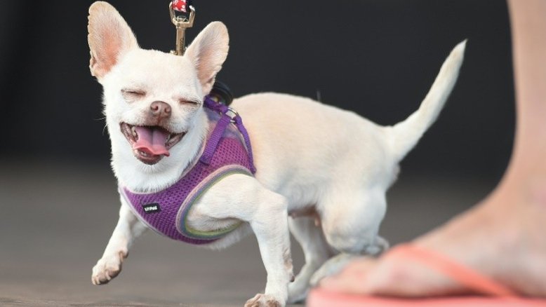 Colonizadores europeus teriam dizimado população canina americana