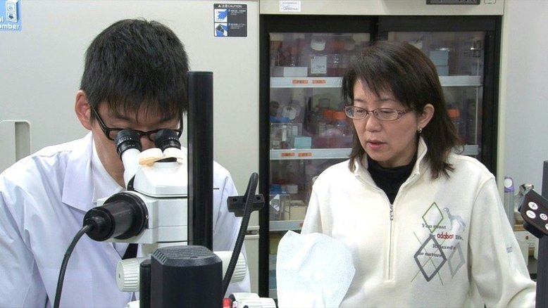 Japão testará tratamento com células iPS para Parkinson em humanos
