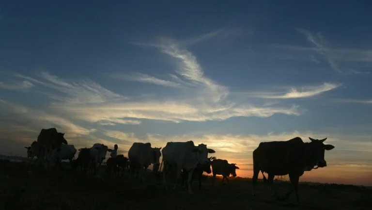 Assassinam um muçulmano no oeste da Índia por pastorar vacas
