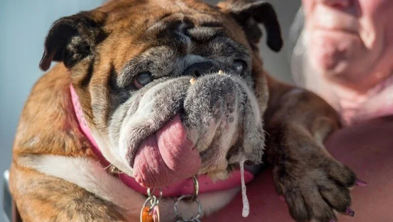 Buldogue eleita cão mais feio do mundo faleceu