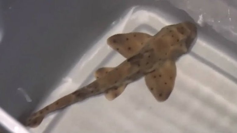 Ladrões roubam tubarão de aquário no Texas usando carrinho de bebê