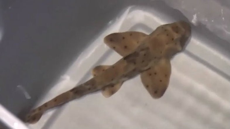 Ladrões roubam tubarão de aquário no Texas usando carrinho de bebê