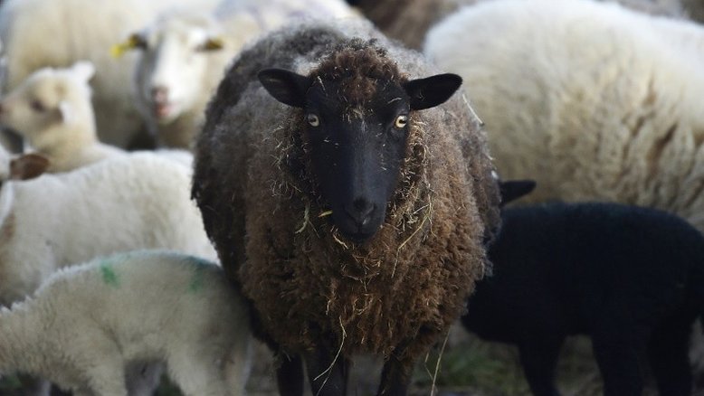Idosa morre após ser atacada por ovelha em fazenda nos EUA