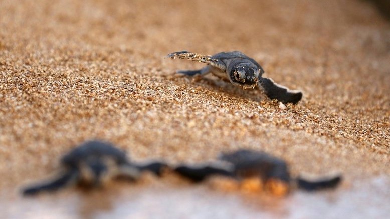 'Elo perdido' traz pistas sobre casco das tartarugas