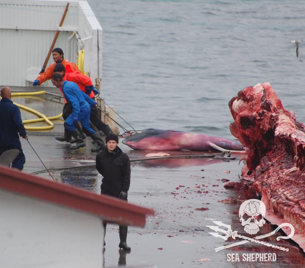 Caçadores islandeses matam baleia grávida e jogam feto no lixo