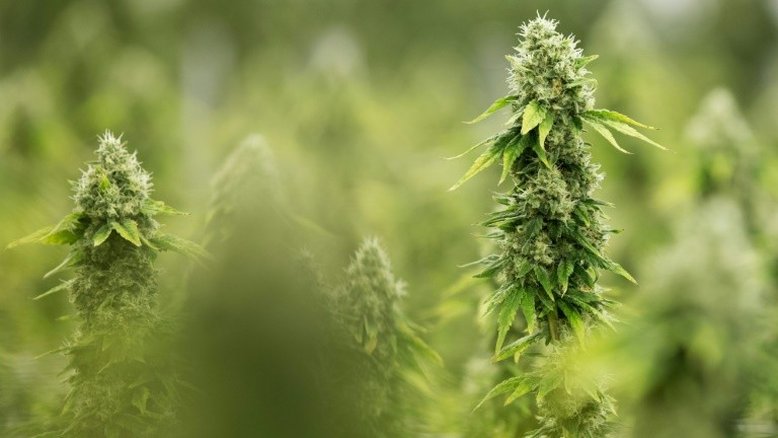 Donos da cerveja Corona apostam na maconha