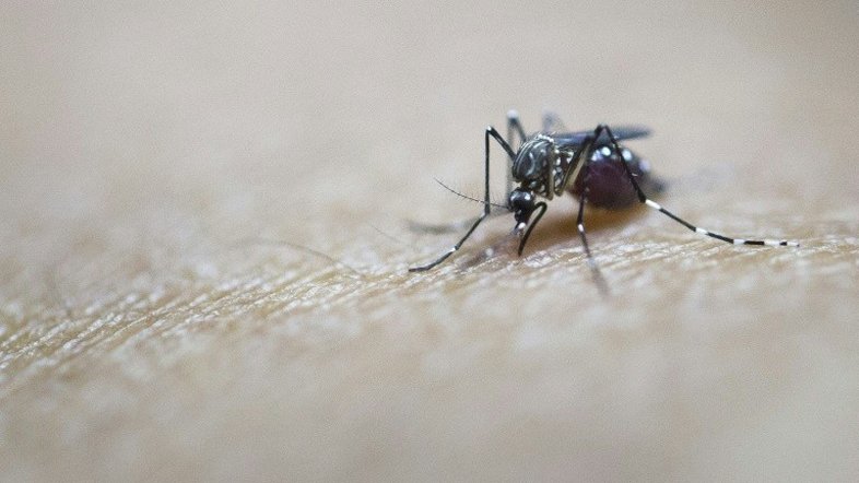 Epidemia de dengue mais grave põe em alerta regiões do Estado de SP