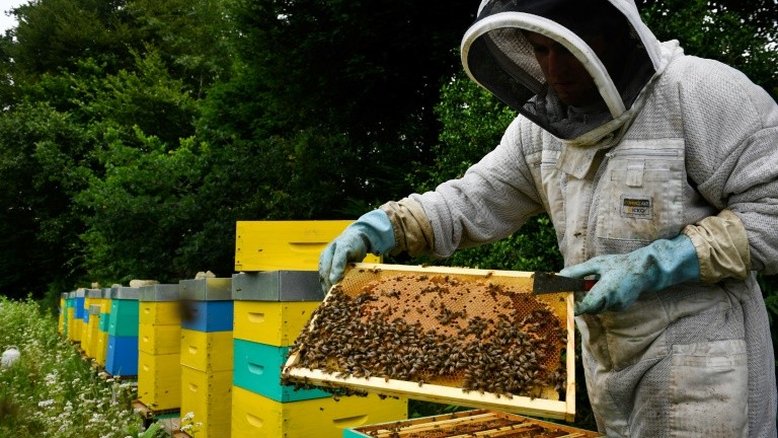 França proíbe pesticidas neonicotinoides para proteger as abelhas