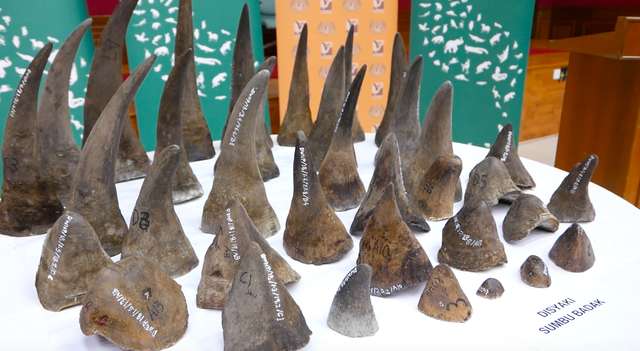 50 chifres de rinoceronte são apreendidos na Malásia