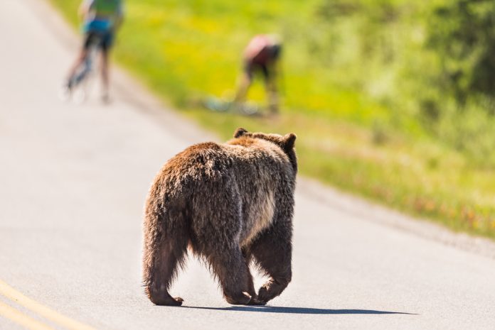 Ursos invadem corrida e prejudicam corredores durante prova