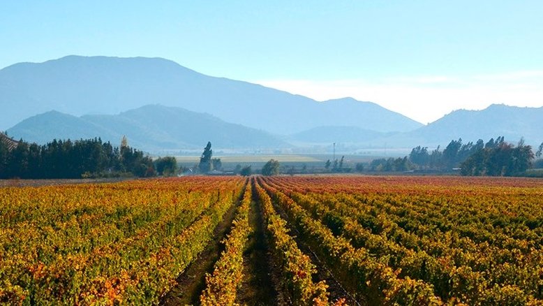 divulgação Siegel Family Wines