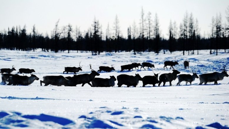 Derretimento de permafrost ameaça plano de resgate climático, diz estudo