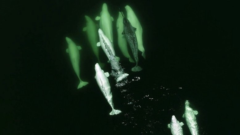 Belugas adotam narval perdido no Canadá