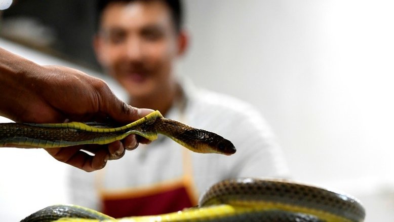No Vietnã, serpentes são comidas fritas como salsichas