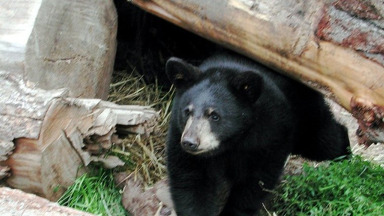 Governador italiano manda abater urso que atacou pai e filho