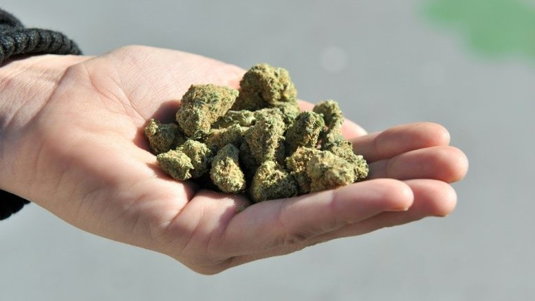 Anvisa deve legalizar uso de maconha em tratamento de saúde