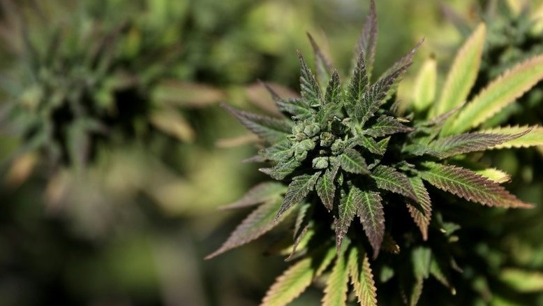 Canadá autoriza até 30 gramas de maconha em voos domésticos