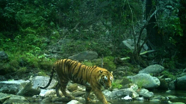 Terra perdeu 60% de seus animais selvagens em 44 anos