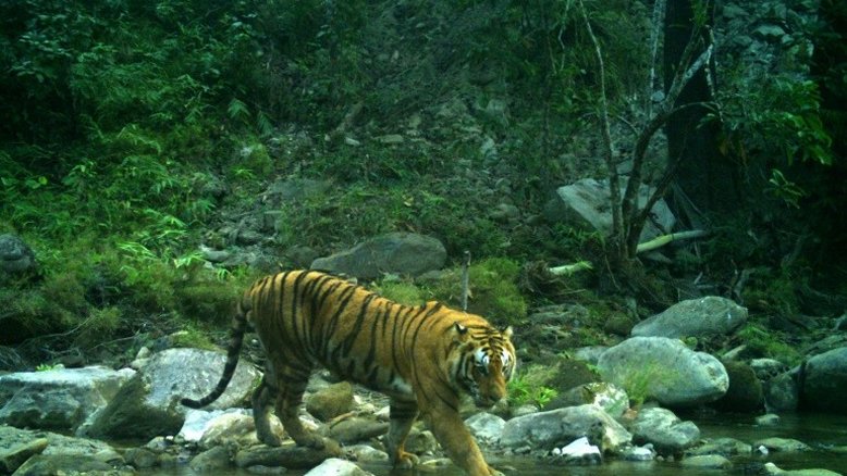 Terra perdeu 60% de seus animais selvagens em 44 anos