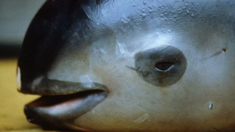 Vaquitas marinas, cetáceos em risco de extinção, são avistadas no México