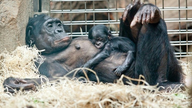 Grandes primatas podem ganhar estatuto jurídico de 'pessoas não humanas'