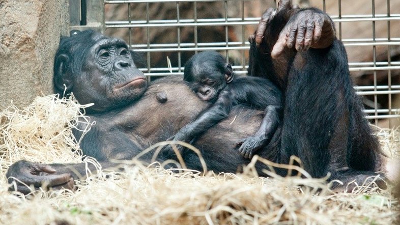 Grandes primatas podem ganhar estatuto jurídico de 'pessoas não humanas'