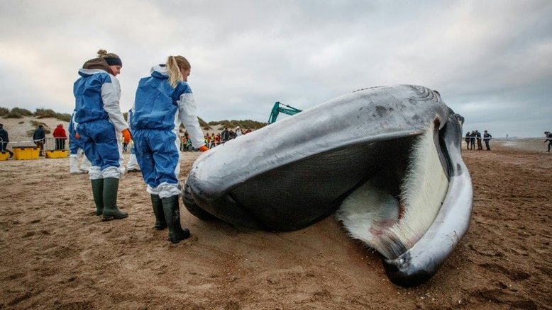 Baleia de 18 metros aparece morta no costa belga