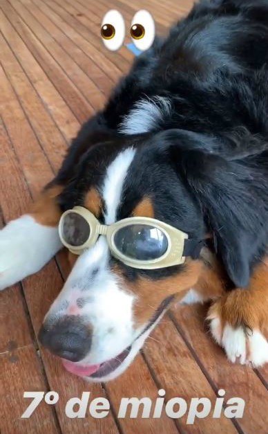 Luciano Huck mostra seu cão usando óculos: '7 graus de miopia' 4 Luciano Huck mostra seu cão usando óculos: '7 graus de miopia'