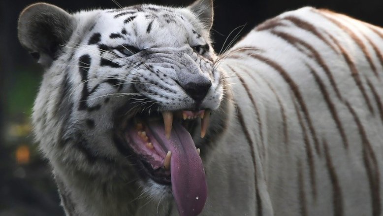 Tigre branco mata cuidador em zoológico no Japão