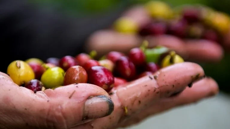 Café sofre com comércio pouco justo em período de crise