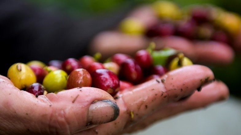 Café sofre com comércio pouco justo em período de crise