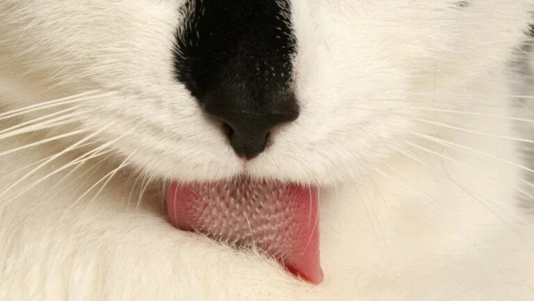 Ciência explica como as línguas dos gatos os mantêm limpos