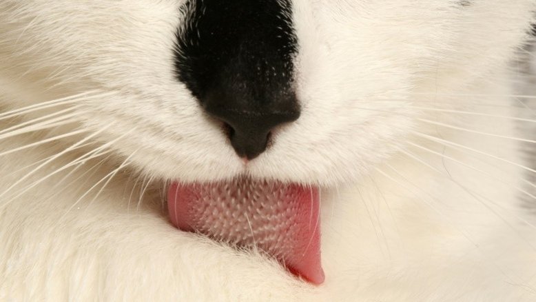Ciência explica como as línguas dos gatos os mantêm limpos