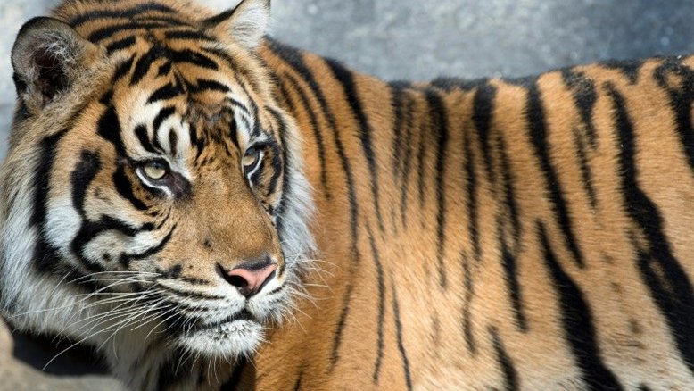 Um tigre de Sumatra é libertado do porão de uma loja na Indonésia