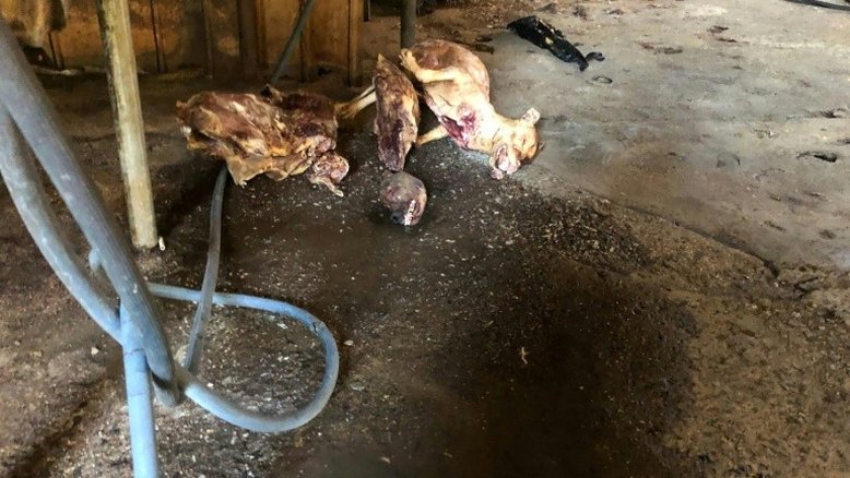 Coreia do Sul fecha seu maior matadouro de cães