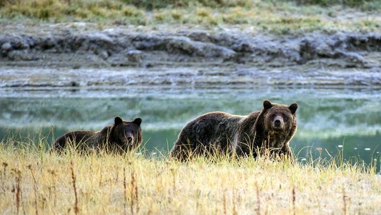 Mulher e seu bebê morrem em possível ataque de urso no Canadá
