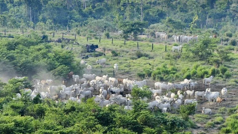 Degradação ambiental está diretamente relacionada com as finanças, diz estudo