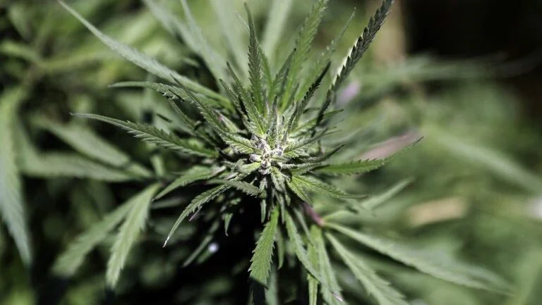 México libera comércio de 38 produtos com derivados de maconha