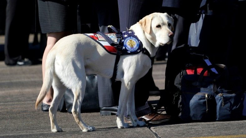 O fiel cão de George H.W. Bush o acompanha na última viagem a Washington