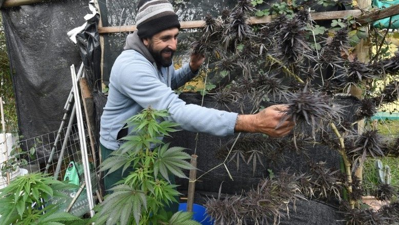 Uruguai aumenta produção de maconha para venda em farmácias