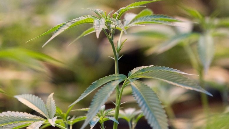 Tailândia legaliza o uso medicinal da maconha