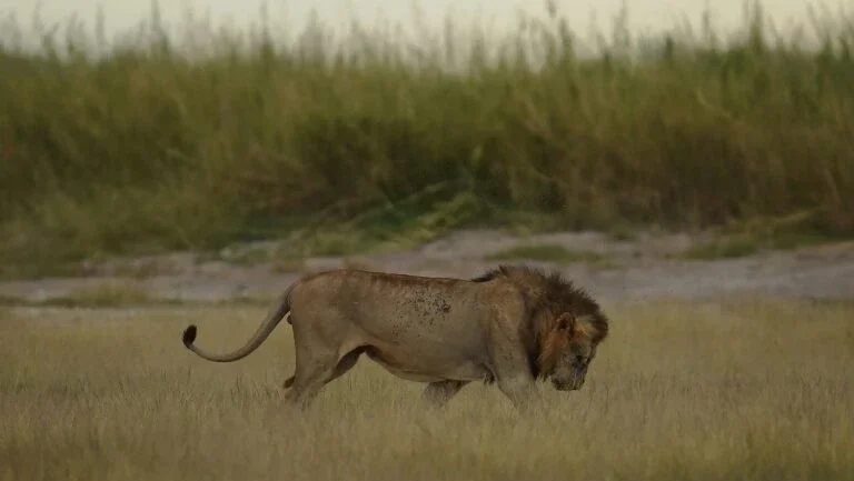 Leão mata funcionária de zoológico nos Estados Unidos