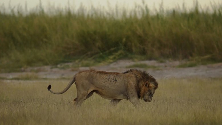Leão mata funcionária de zoológico nos Estados Unidos
