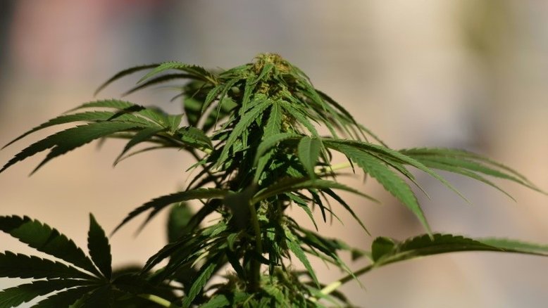 Delegado é preso por cultivar pés de maconha em seu apartamento