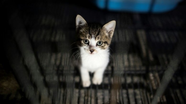 Venda de filhotes de cão e gato em pet shops será proibida na GB