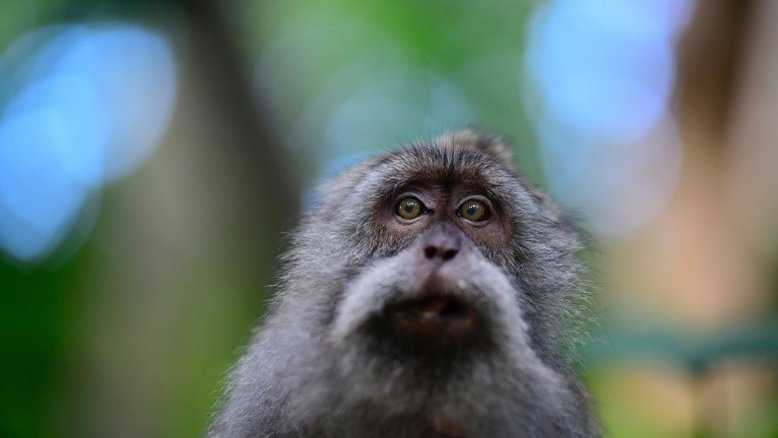Mulher é condenada a três anos de prisão por 'assédio sexual' a macaco
